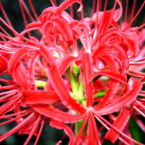 Galantamine (Red Spider Lily)