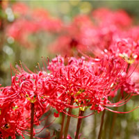 Red Spider Lily - Galantamine