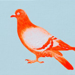 Orange Pigeon, by Jane